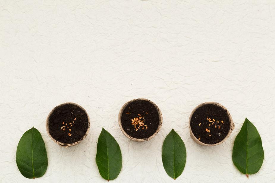 pots, seeds and leaves