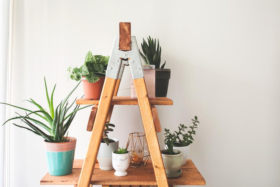ladder with plants on 