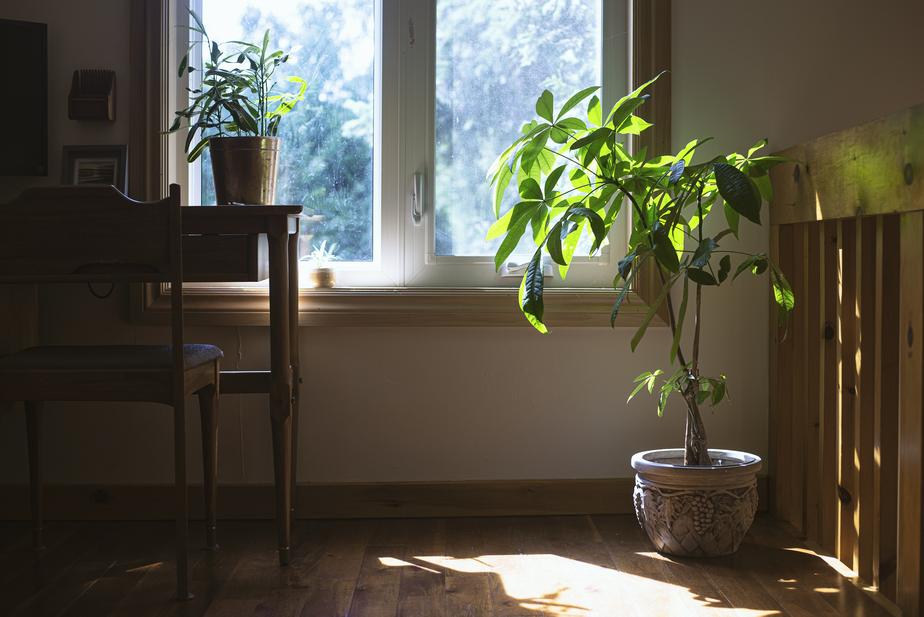 home office with plant