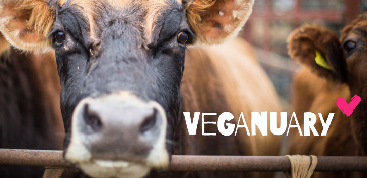 veganuary banner