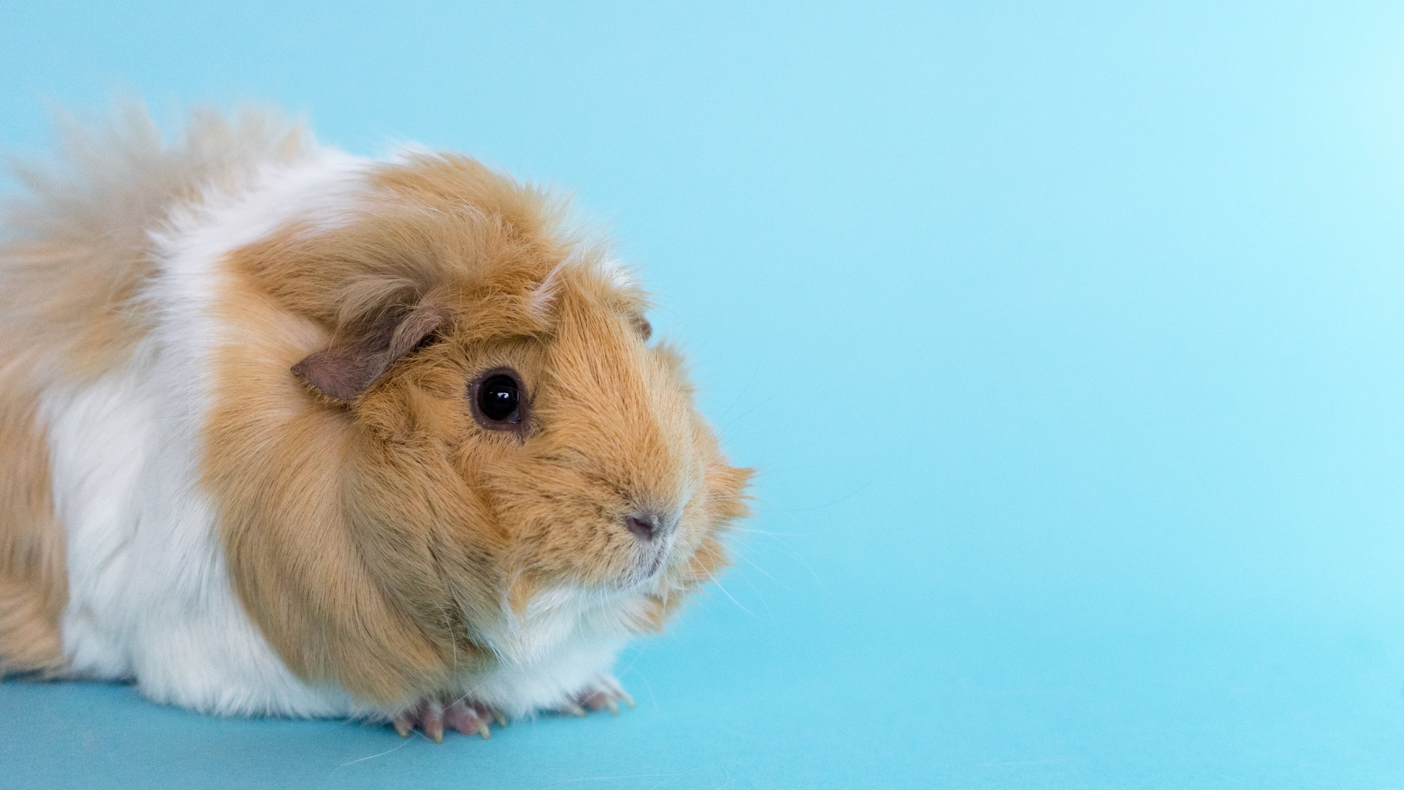 light brown guinea pig