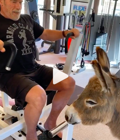 arnie and lulu working out