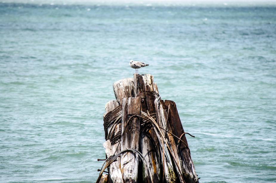 a bird on stack of wood in sea