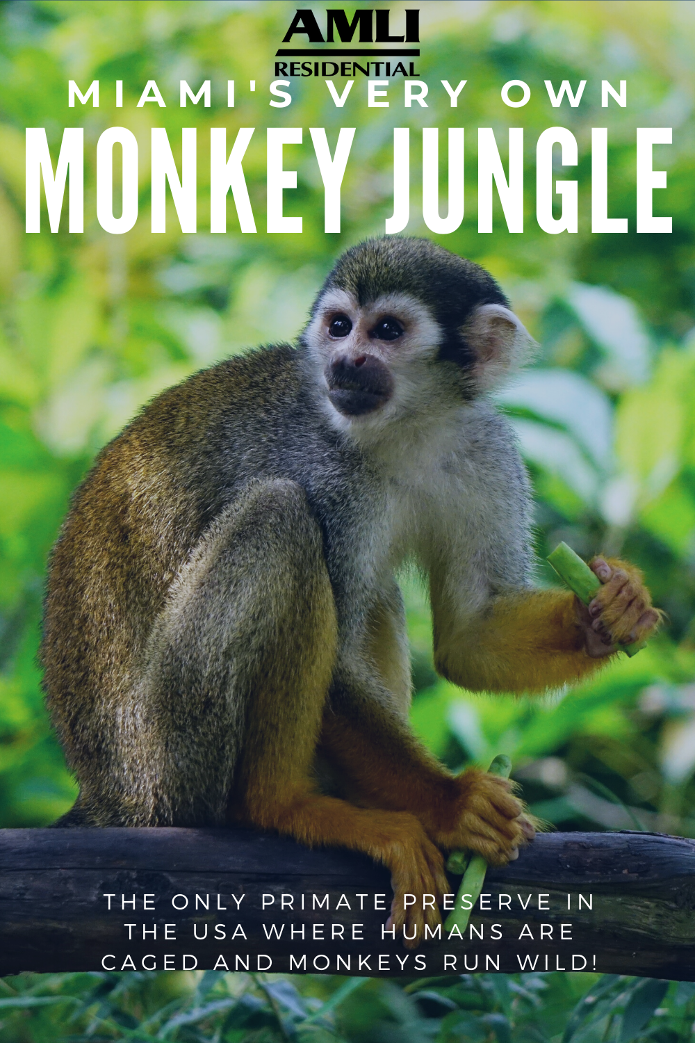 visit-miami-s-monkey-jungle-amli-residential