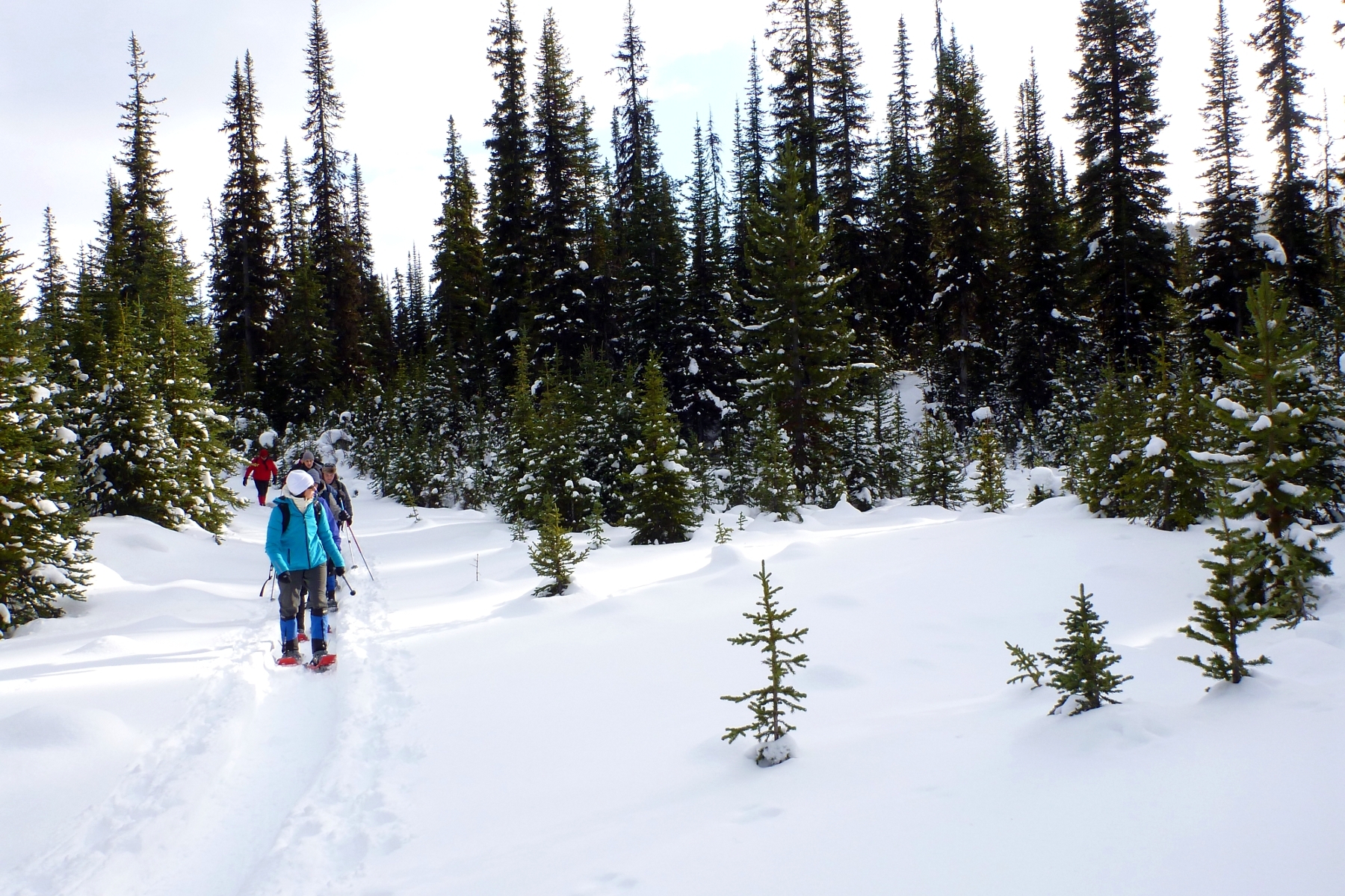 Snowshoers walk through a forested area