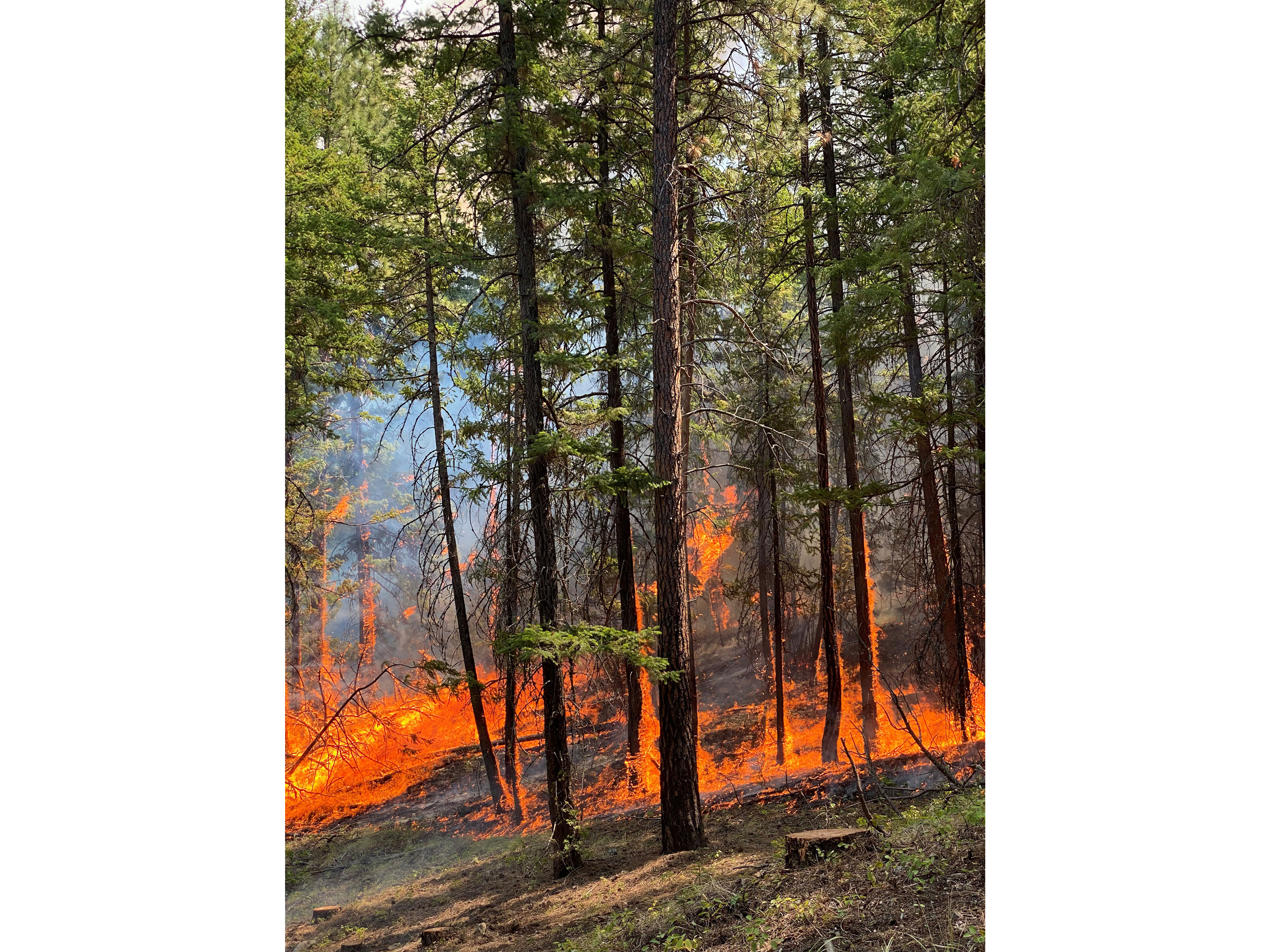 Fire burns in a stand of trees. 