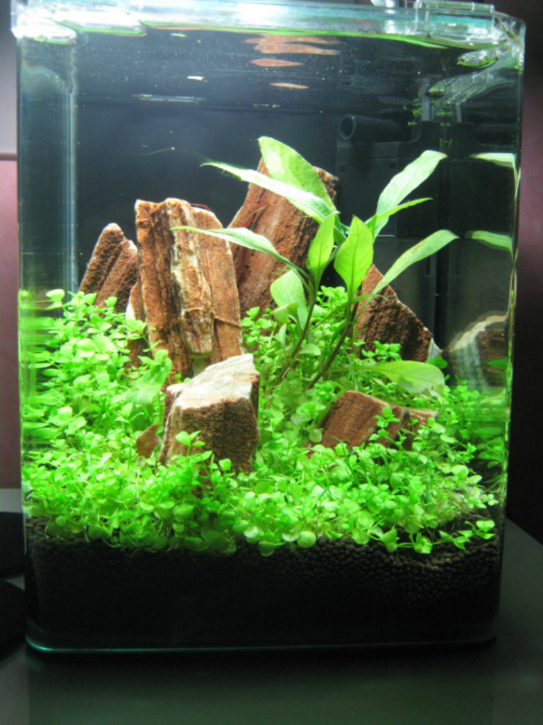 Welche arten von aquarien gibt es?