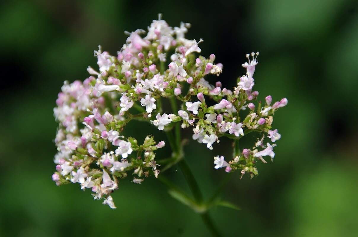 Baldrian, Valeriana officinalis