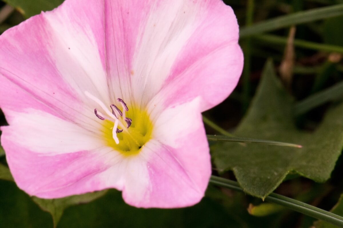 Ackerwinde, Convolvulus pluricaulis