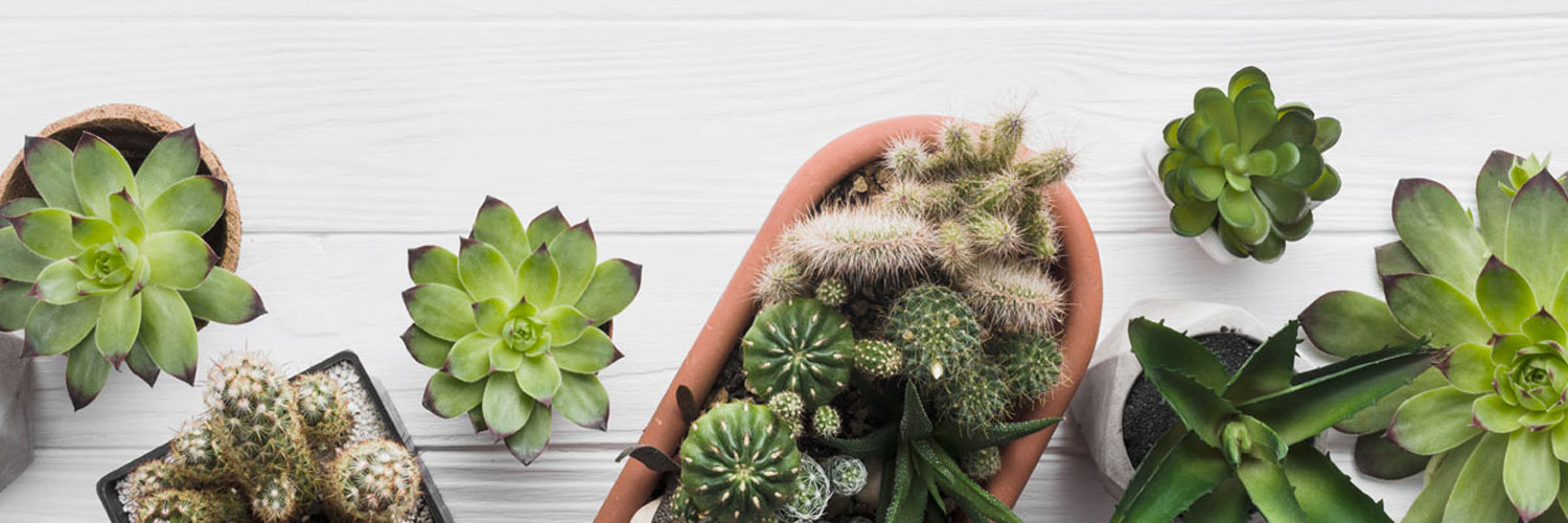 7 plantas que no necesitan riego