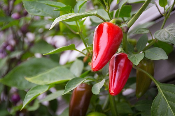 A red chile