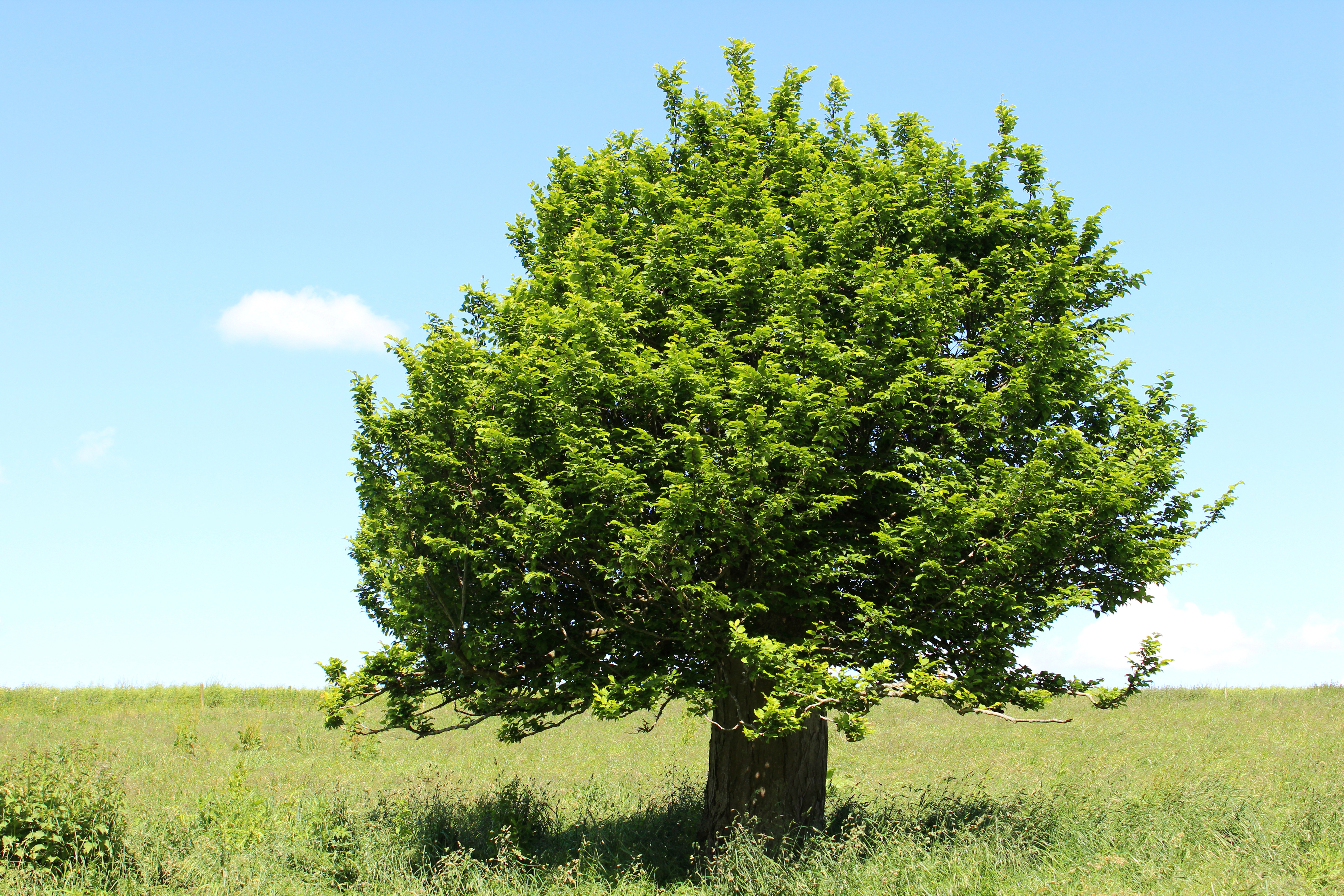Albero frondoso in un prato verde