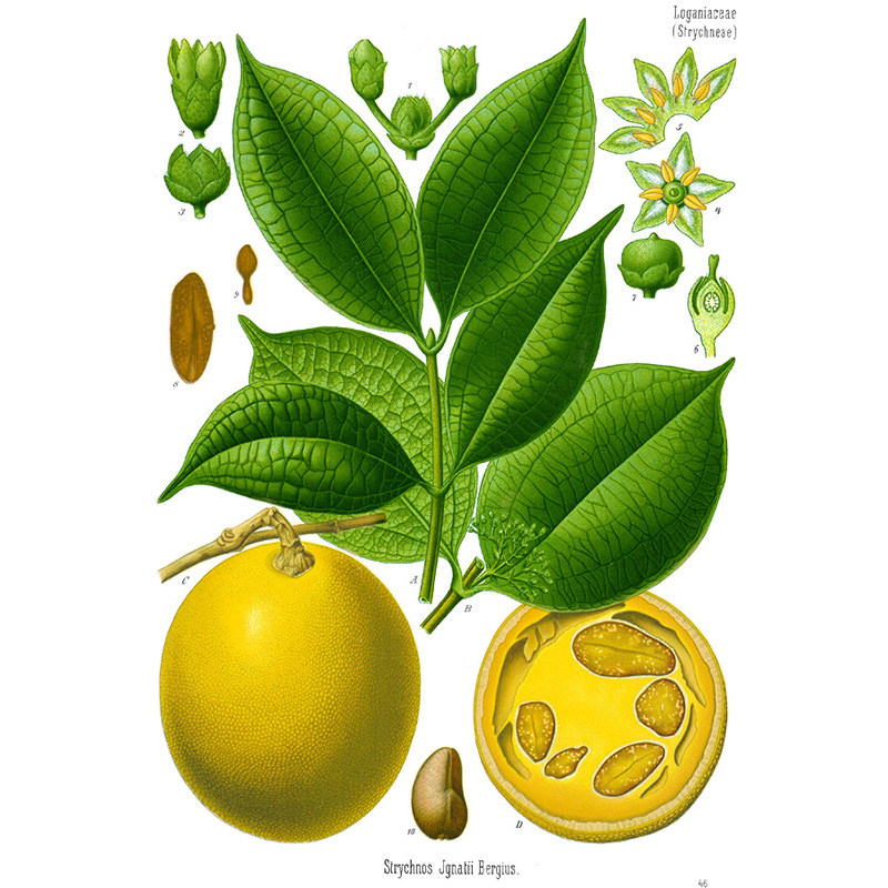 ignatia amara herbier