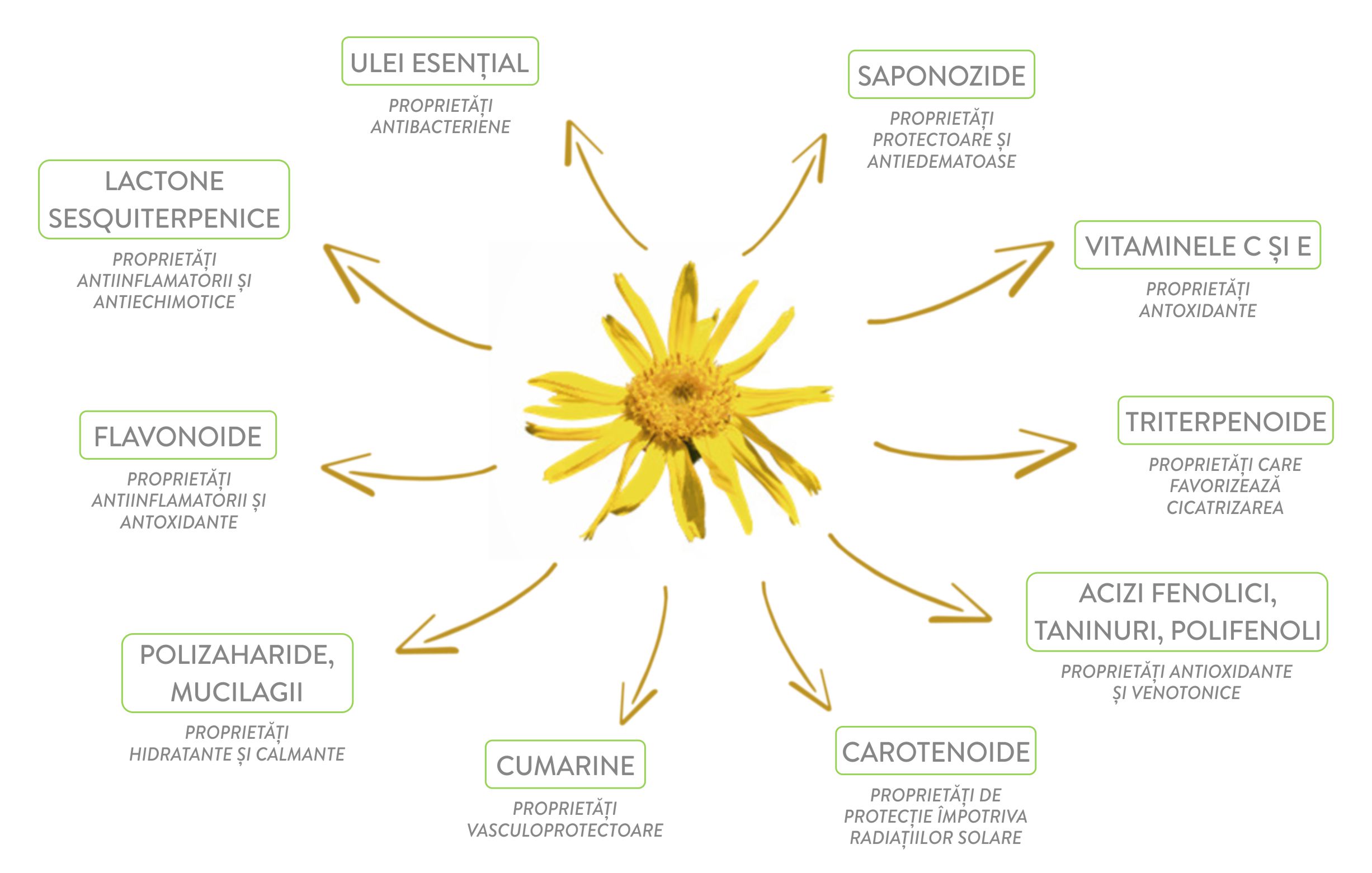 Schema Arnica