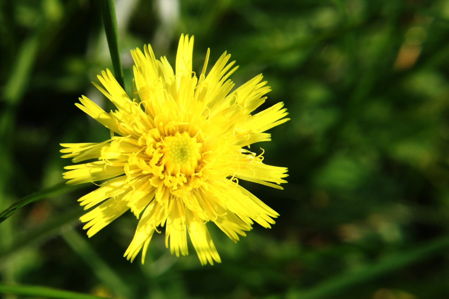 fiore della pianta Pilosella