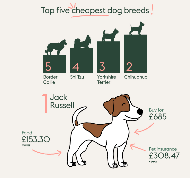 The cheapest dog breeds - Jack Russell