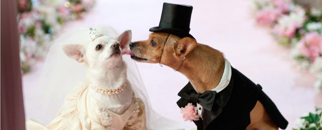 chien mariage