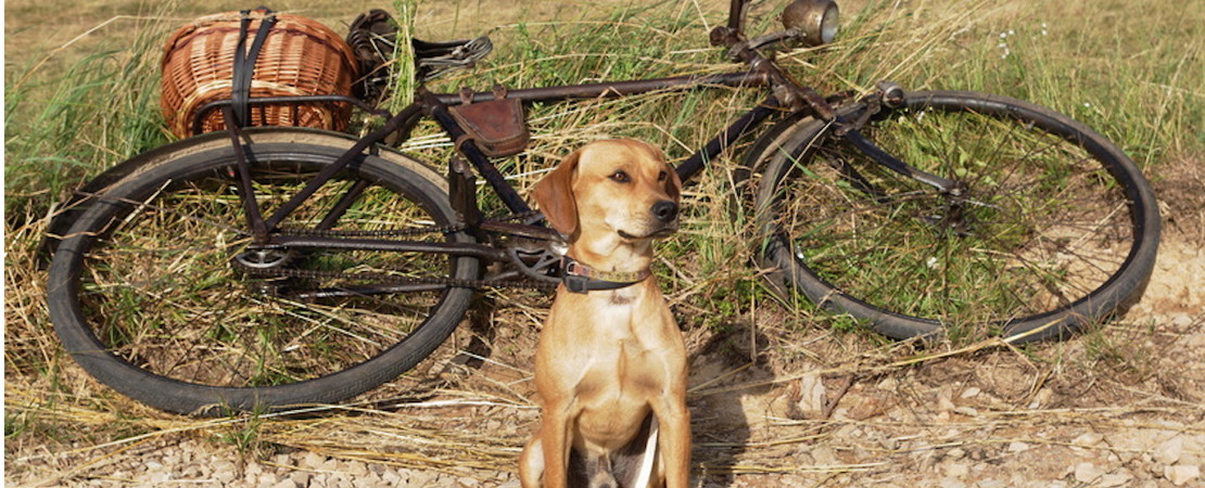 Bon Jeudi C8dab963c9d4d9c92b4ac40a0b10a24fc9d33f8d_chien-velo