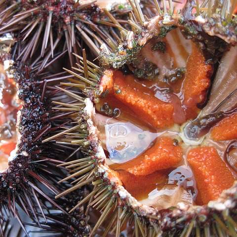 Sea Urchin