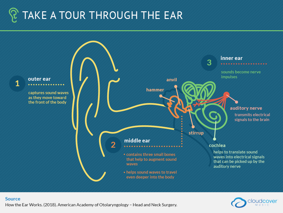 how the ear works