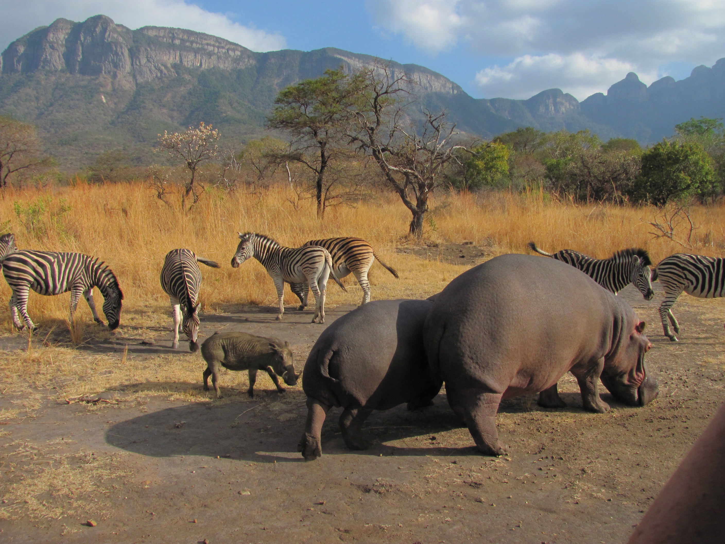 Hippos, warthog and Zebra  in the reserve surrounding Moholoholo