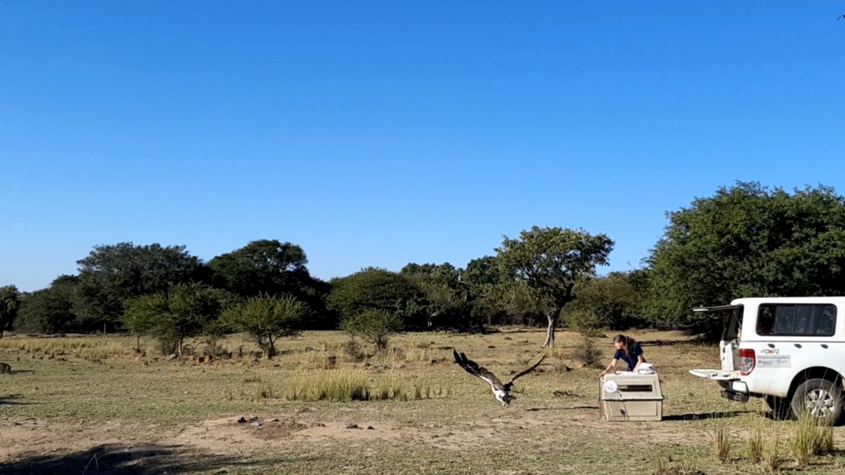 Cassidy McKinlay: Vulture Release at Moholoholo