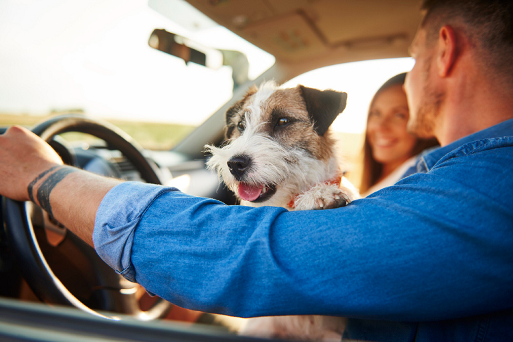 Particulares con su perro disfrutando de un viaje en coche.