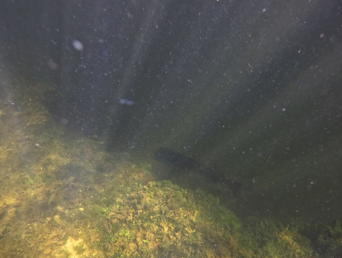 massive fish in the distance in the water 