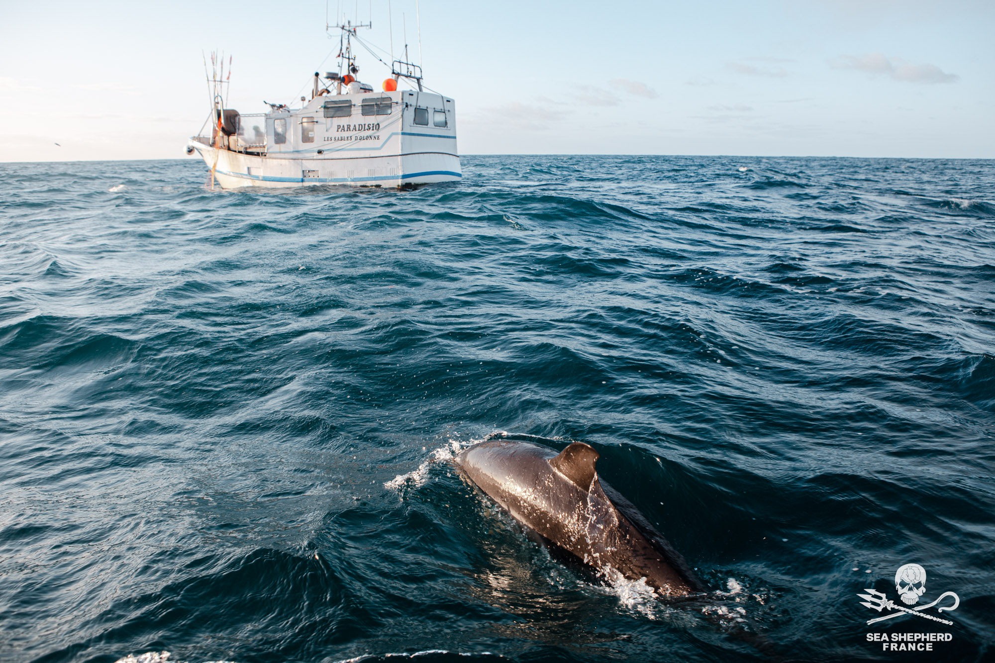 Dauphin en mer observé par Sea Shepherd France