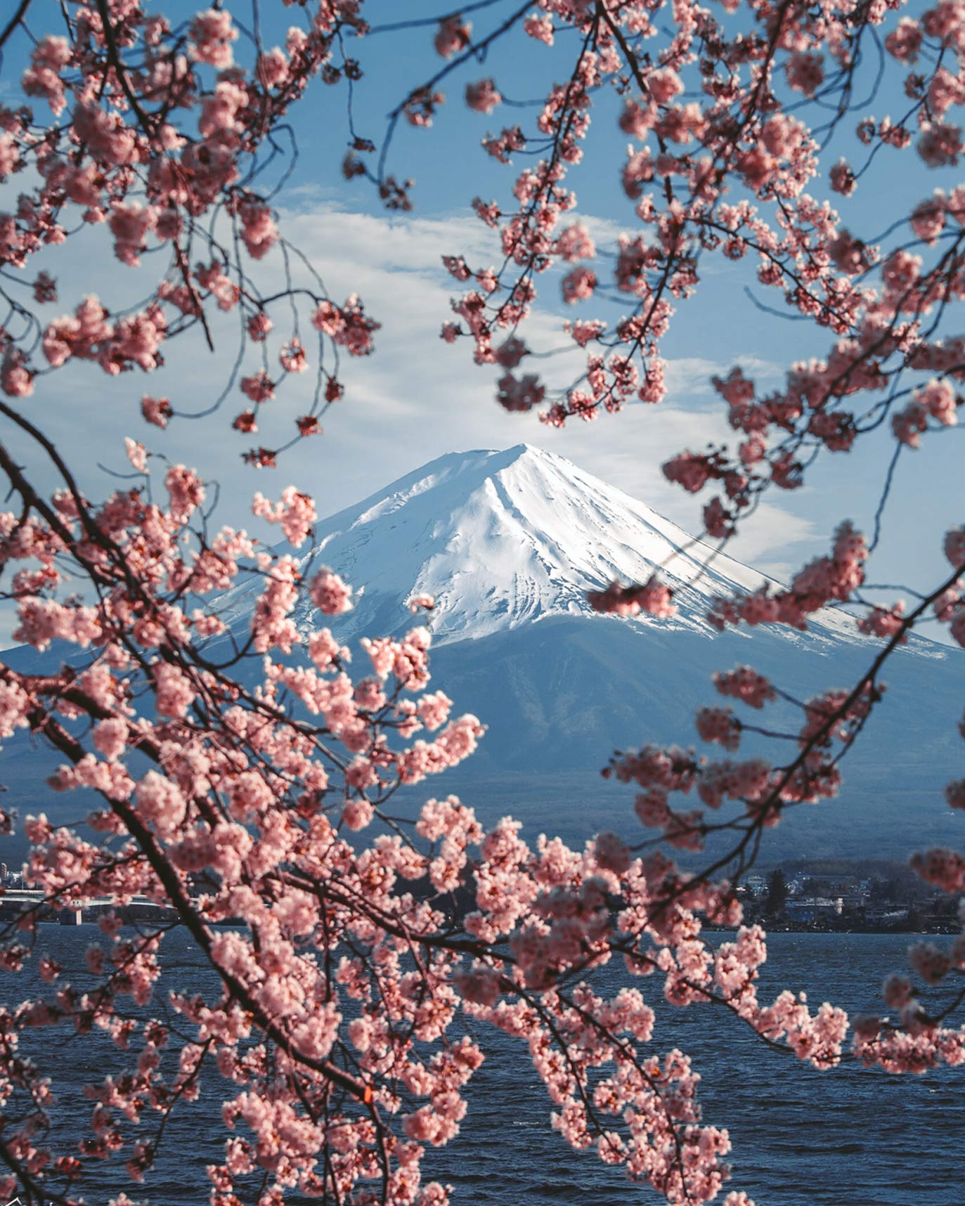 Mount Fuji, Lake Kawaguchi and Cherry Blossoms