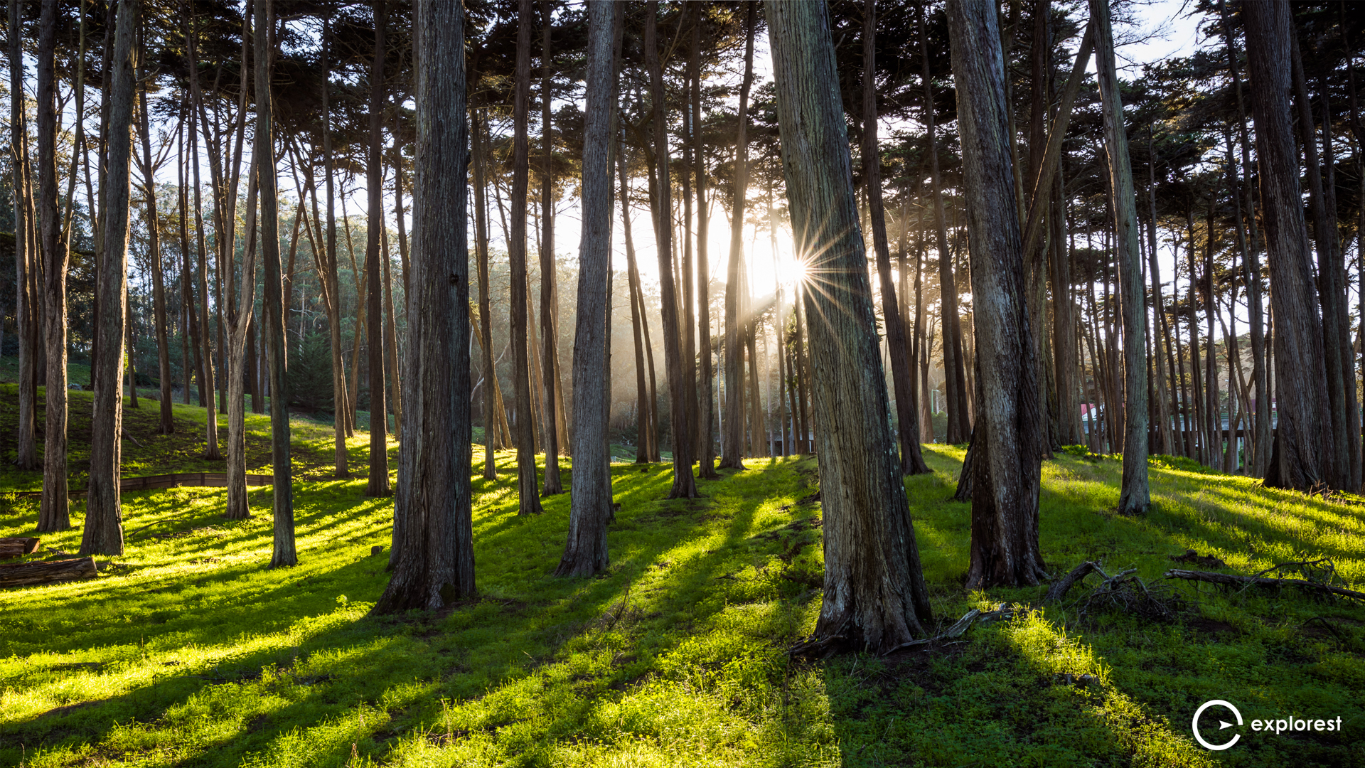 Presidio Park Trail Forest