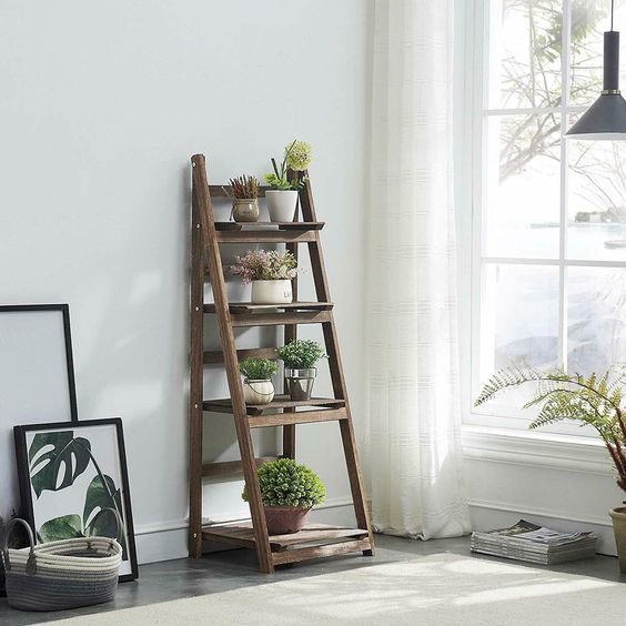 Showpiece plants