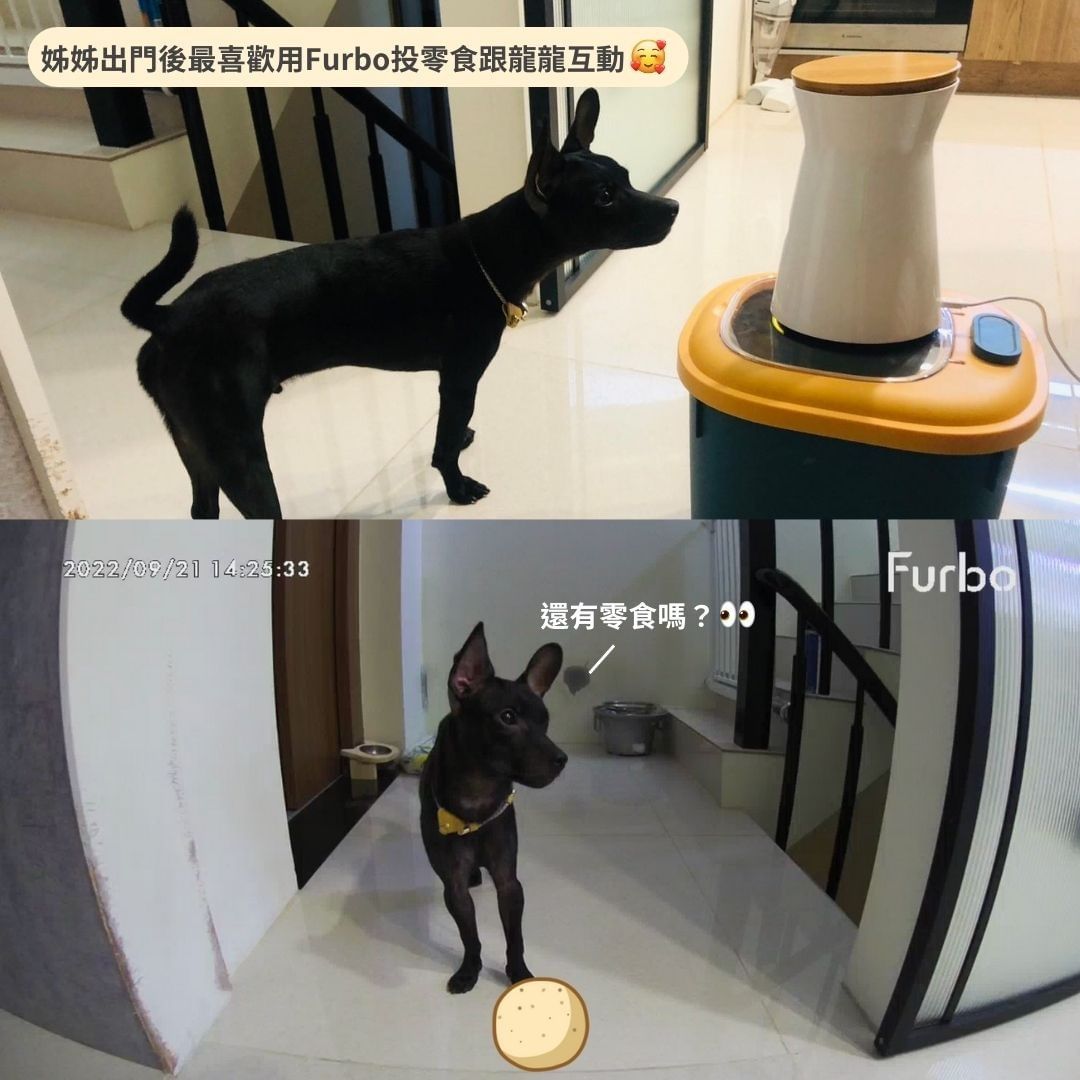 Furbo攝影機和狗狗互動 