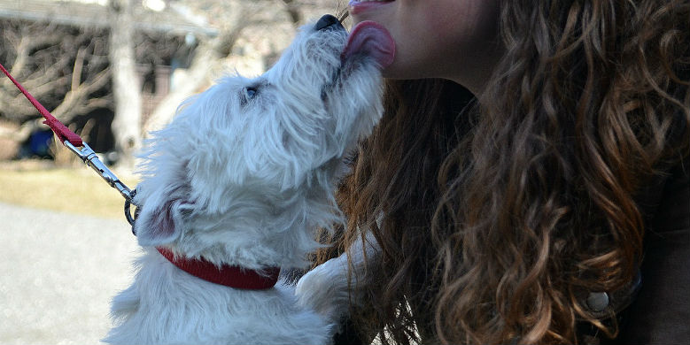 Dog licking chin