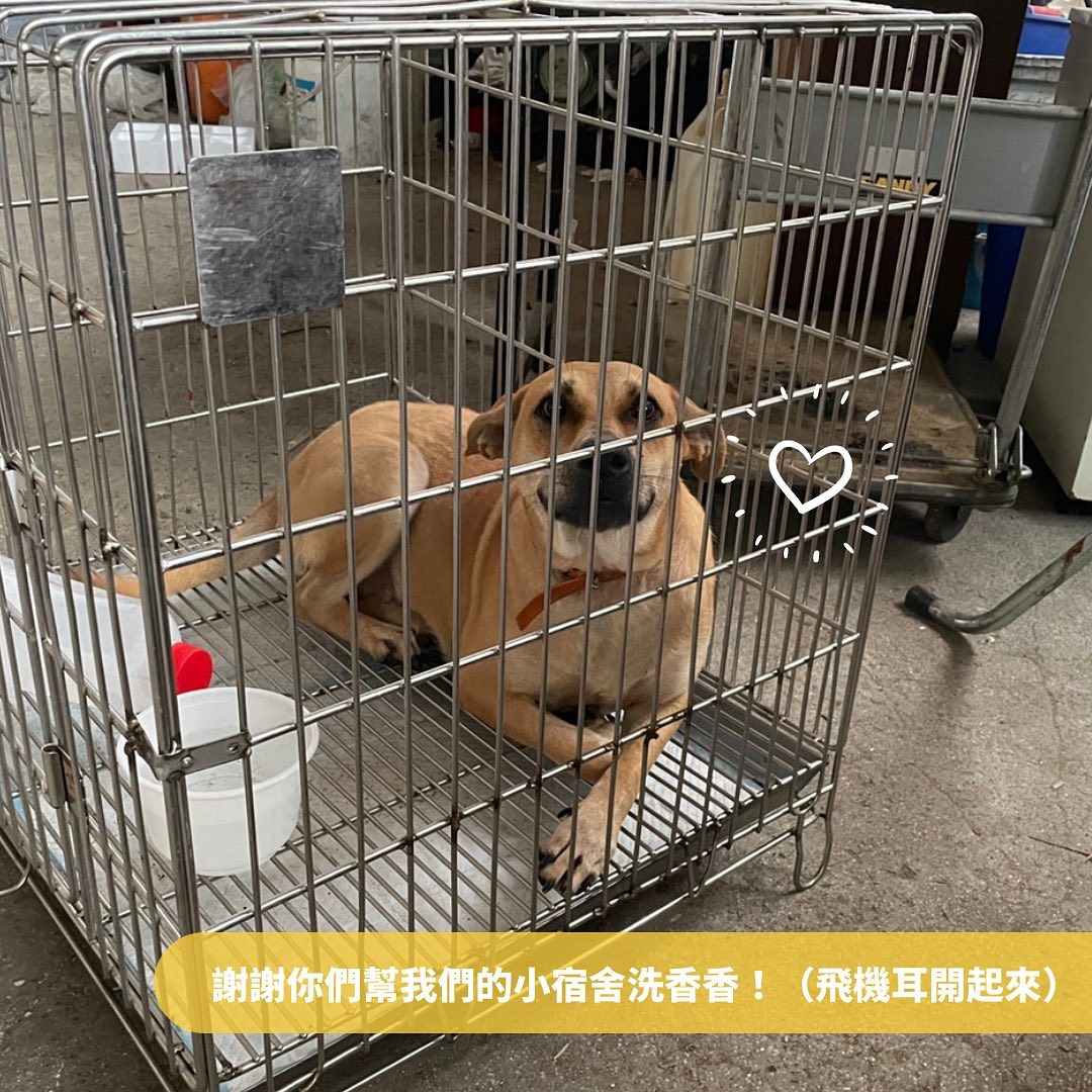 狗狗開心