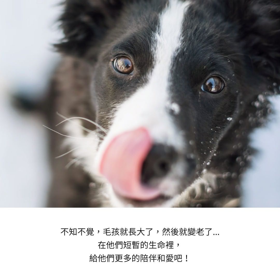毛孩生命