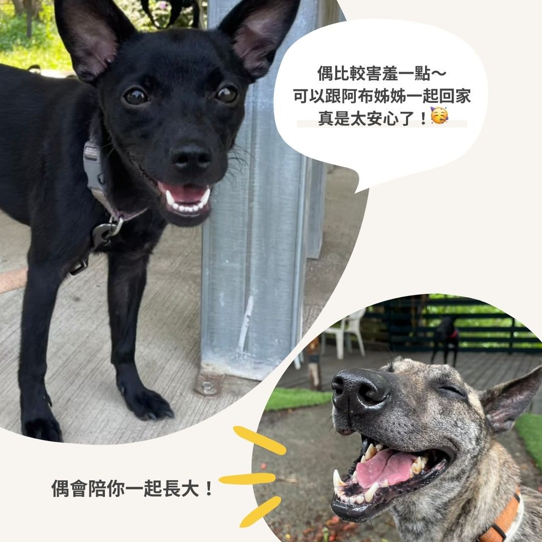 狗狗陪伴彼此