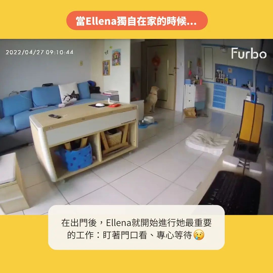狗狗獨自在家時