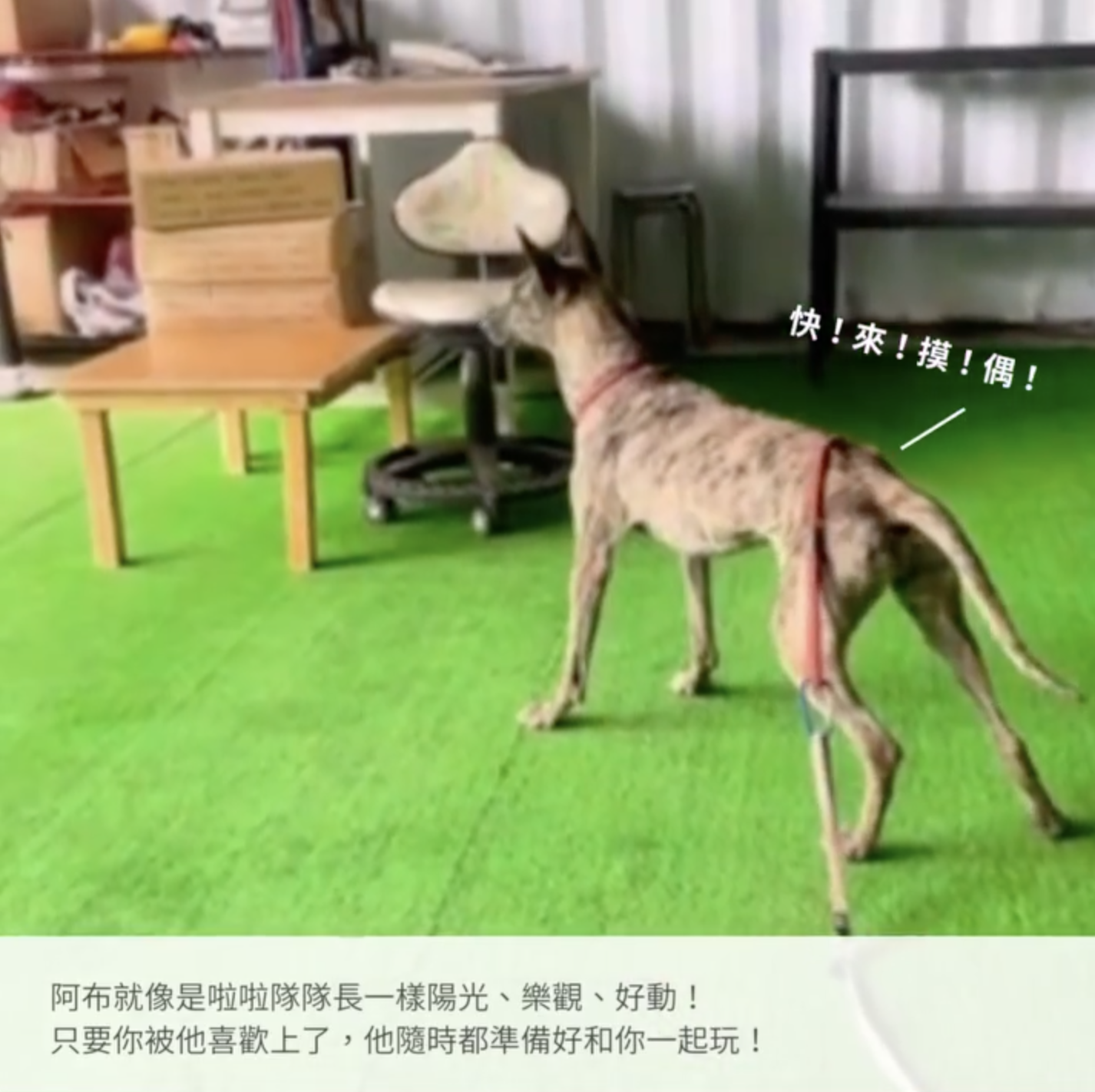 Furbo紀錄狗狗日常