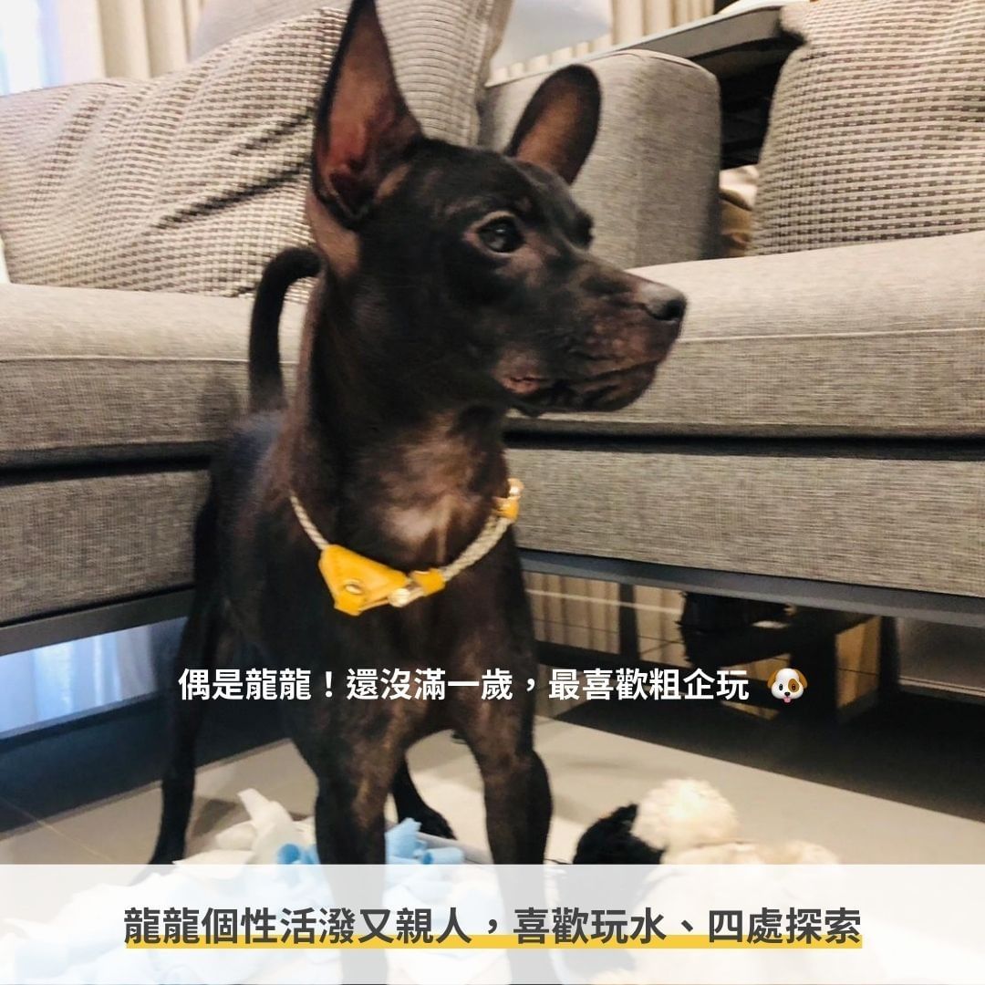 毛孩性格
