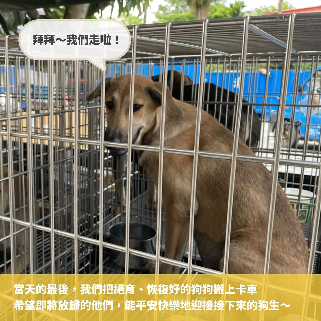 浪浪放歸