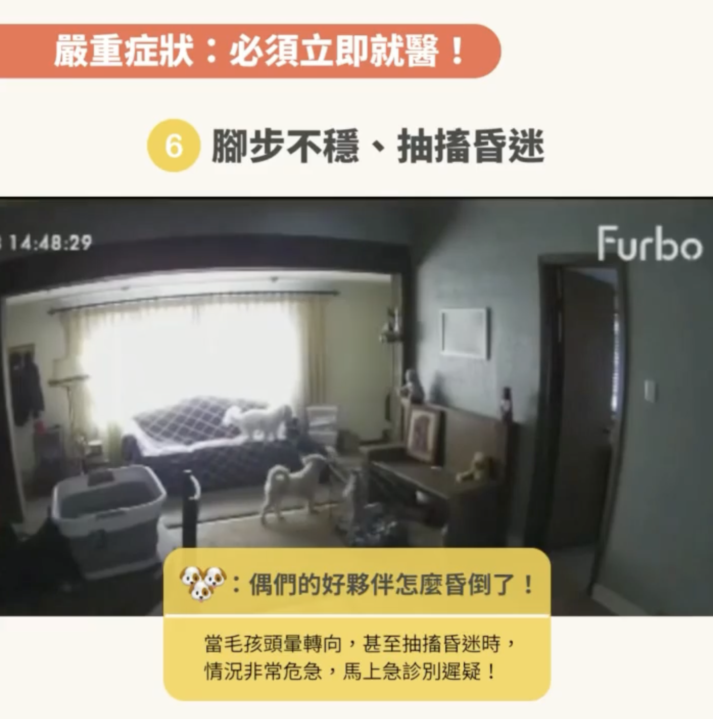 狗狗症狀