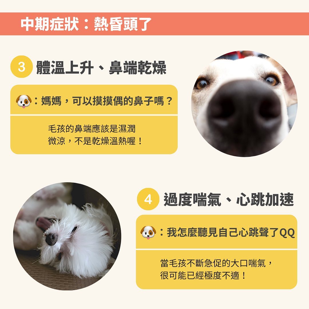 毛孩熱昏頭