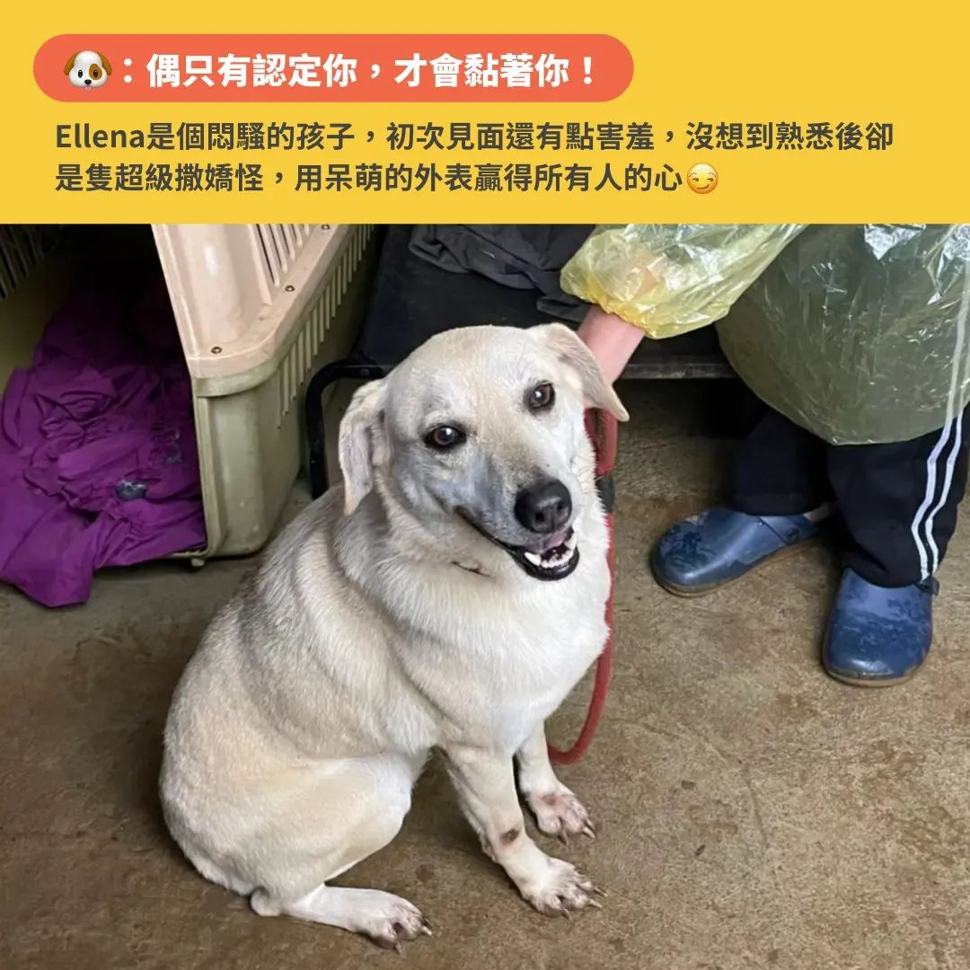 狗狗撒嬌