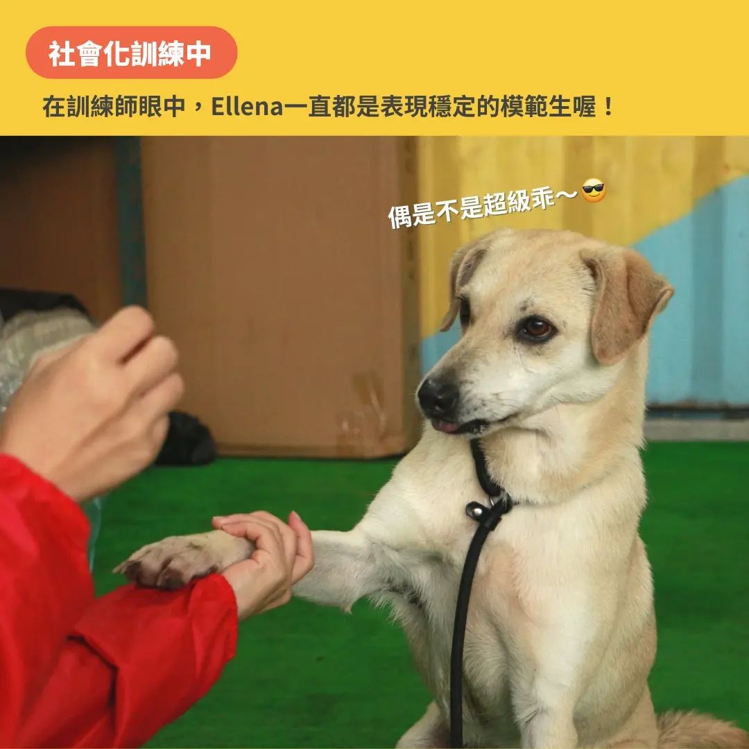 狗狗社會化