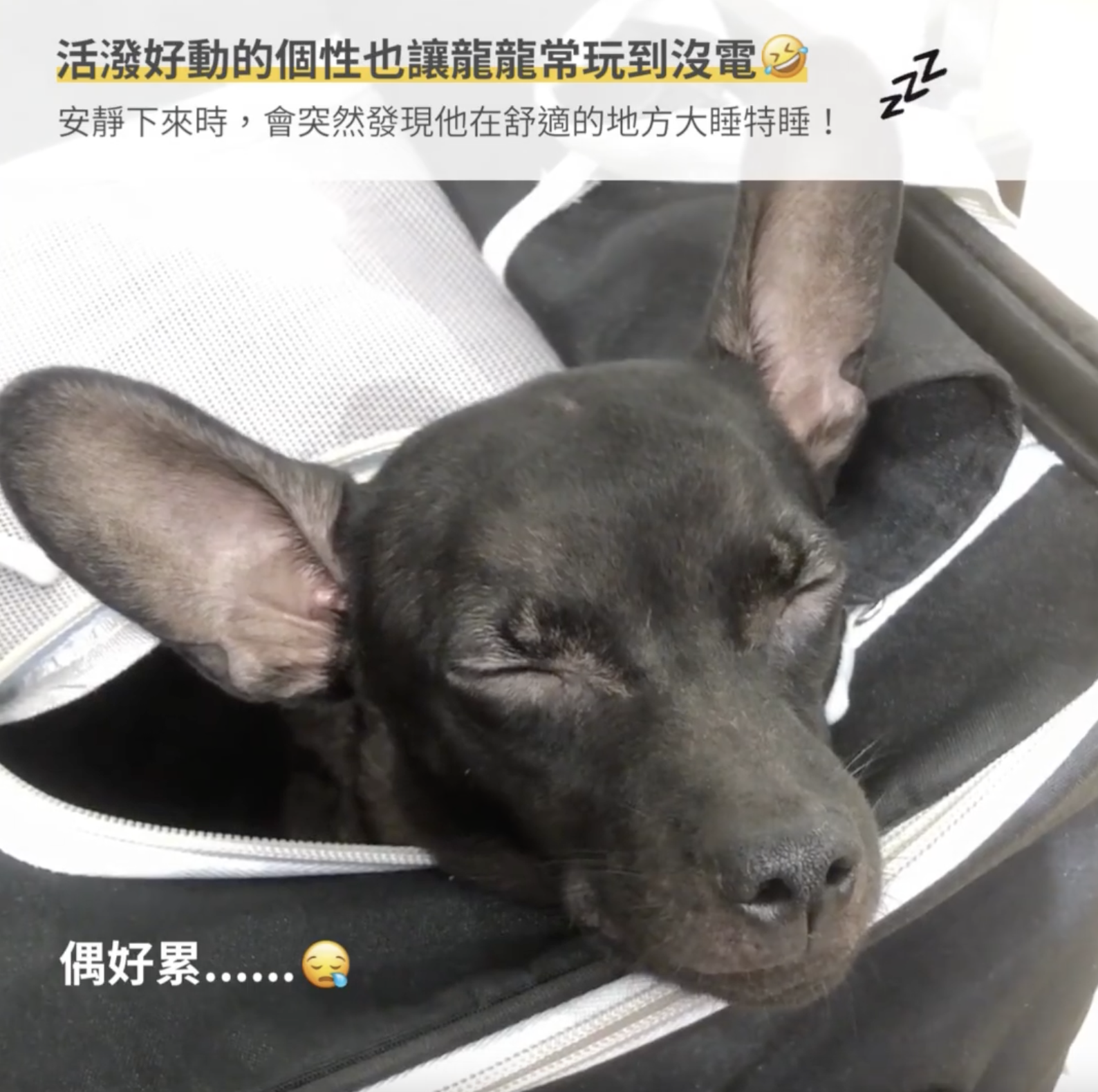狗狗睡覺