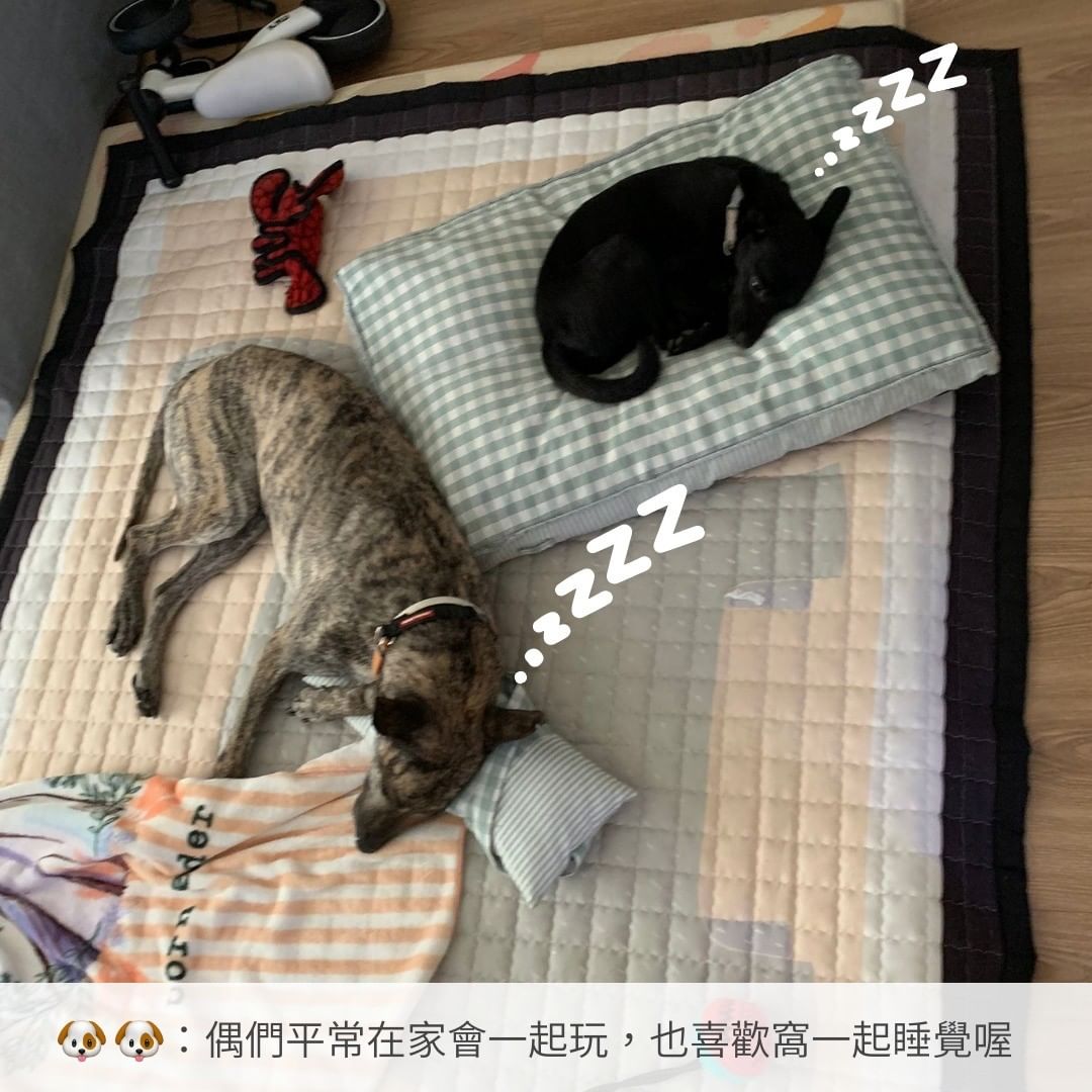 狗狗一起睡覺