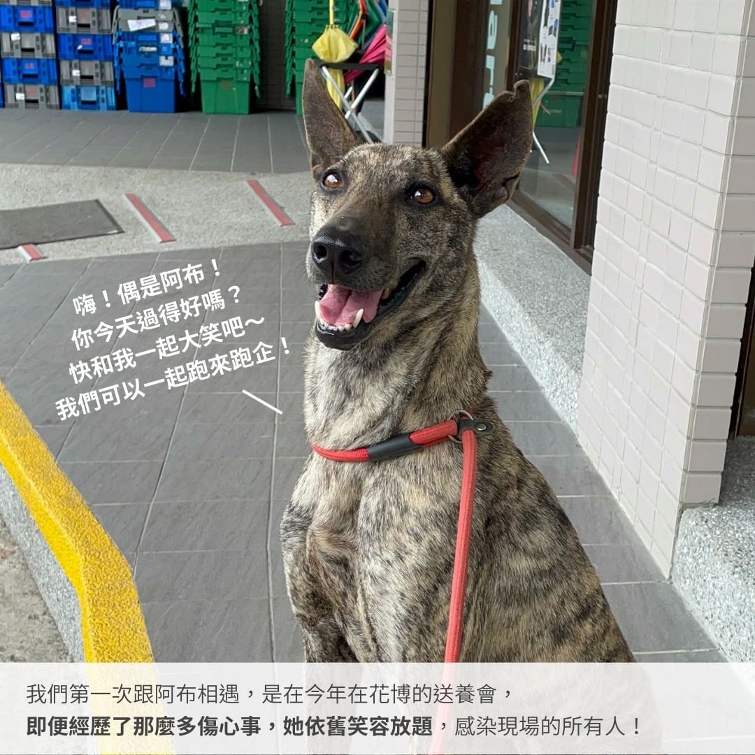 狗狗開心