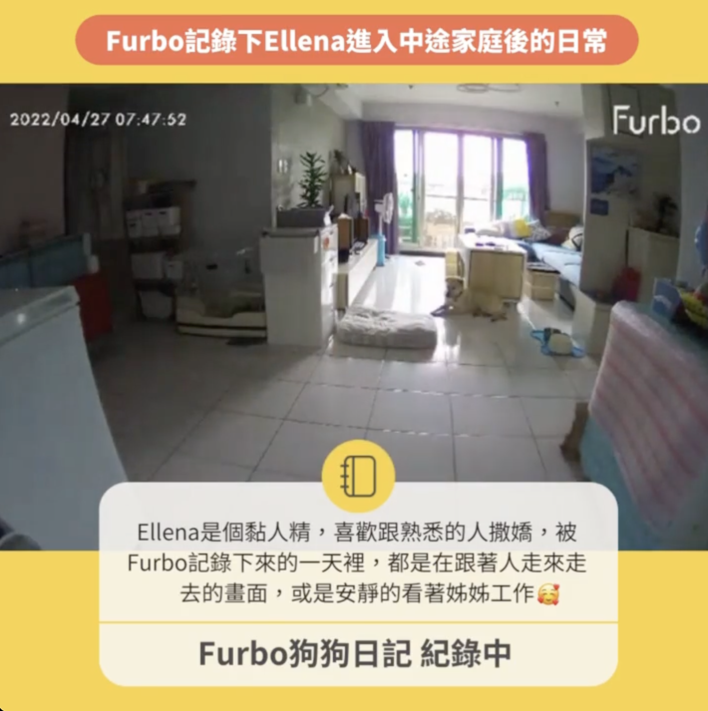 狗狗日常生活