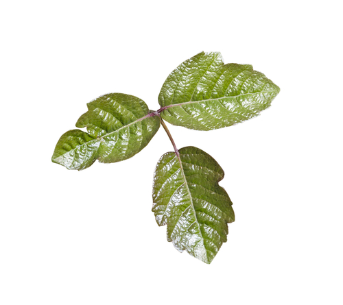 Poison Oak leaf